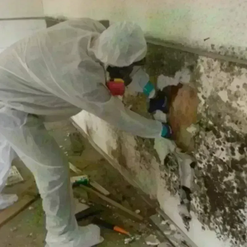 Mold Remediation and Removal in Winthrop, MN